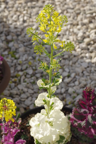 花が咲いた葉牡丹