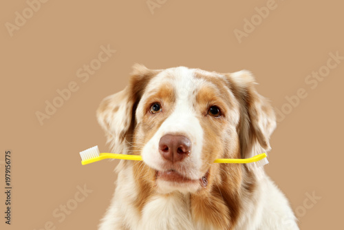 Cute dog with tooth brush i...