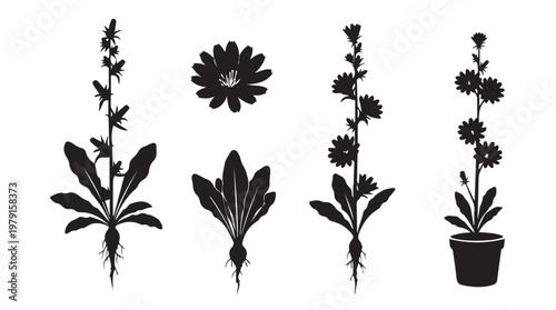 Chicory plant silhouettes with roots and flower detail on white background