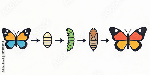 Butterfly Metamorphosis Life Cycle
