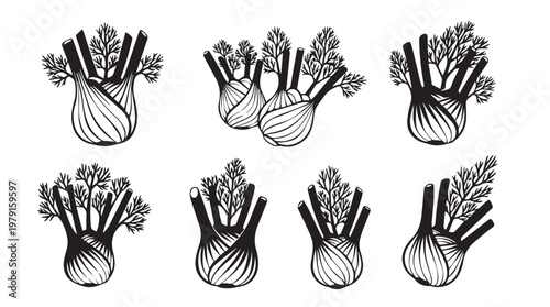 Fennel bulbs with feathery fronds arranged in a repeating pattern for culinary design