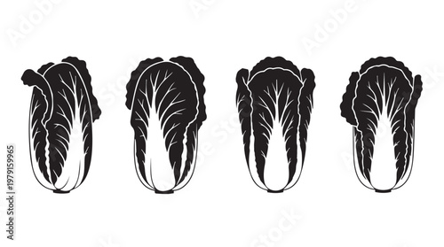 Four Napa Cabbage Heads in Silhouette Against a White Background
