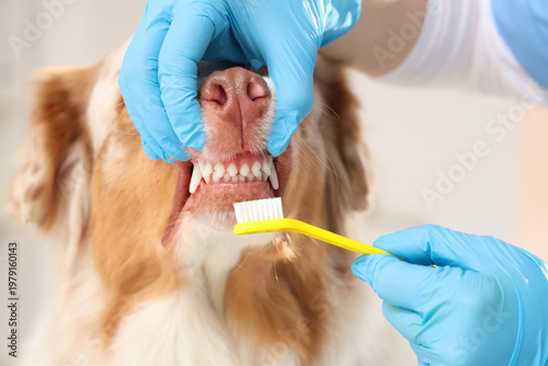 Veterinarian brushing teeth...