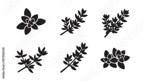 Herbal Sprigs Isolated on White Background Vector Illustration