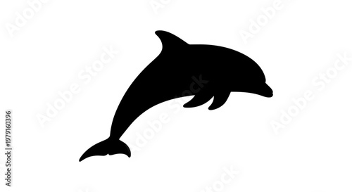 Black dolphin jumping out water.