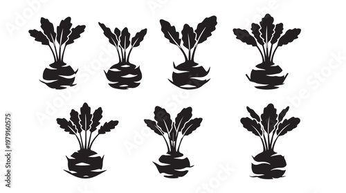 Kohlrabi plants in silhouette for healthy food and agriculture concepts