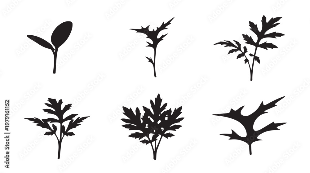 Fototapeta premium Plant growth stages silhouette set with clear copy space for design