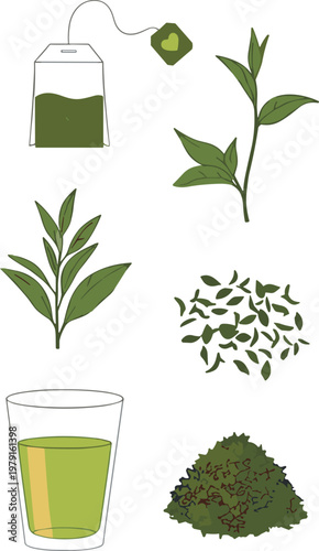 Green Tea Illustration Set Featuring Tea Bag, Leaves, Tea Glass, and Loose Leaf Tea for Healthy Beverage, Tea Culture, and Wellness Designs