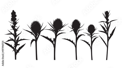 Silhouettes of thistle plants with spiky leaves and flower heads against a white background