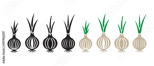 Onion Growth Stages Collection. Black and White Silhouettes and Color Illustrations.