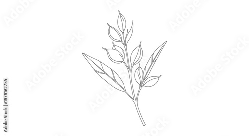 A simple black and white drawing of a plant with leaves on a plain background.