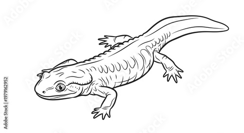 A simple black and white line drawing of an axolotl salamander.
