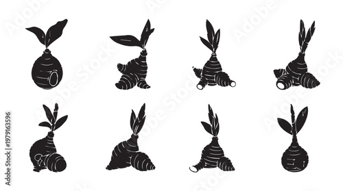 Sprouting Ginger Root Set Silhouette isolated on White Background for Culinary and Health Concepts