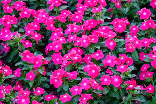 Bright red vinca (periwinkle) flowers are blooming in a garden