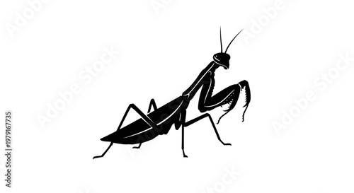 Silhouette of a Praying Mantis Insect on a White Background