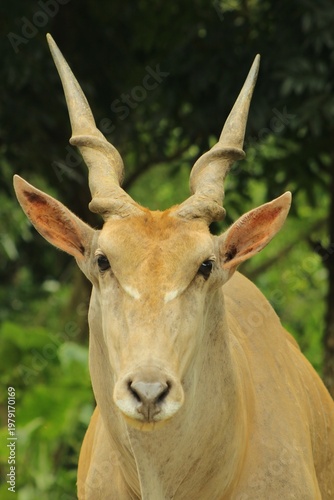 Foto Detailed Close-up of Common Eland Head and Spiraled Horns
