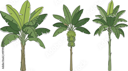 Tropical banana tree set with green leaves and fruit clusters, hand drawn style vector illustration isolated on white background for exotic summer botanical design elements.