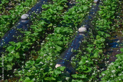 白い花咲く安曇野のわさび栽培風景