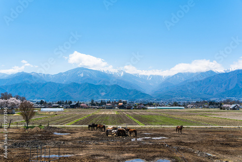ホースランド安曇野の馬と北アルプス