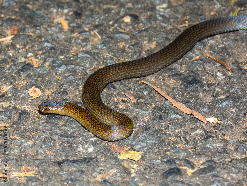 Fototapeta premium Dwarf Crowned Snake (Cacophis krefftii) in Australia