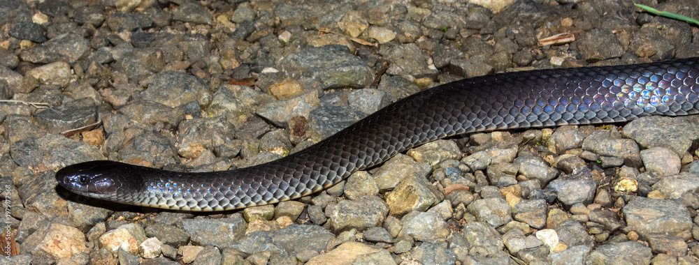 Fototapeta premium Small-eyed Snake (Cryptophis nigrescens) in Australia