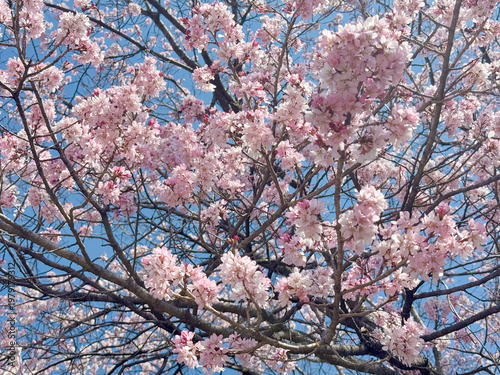 甘草屋敷の桜