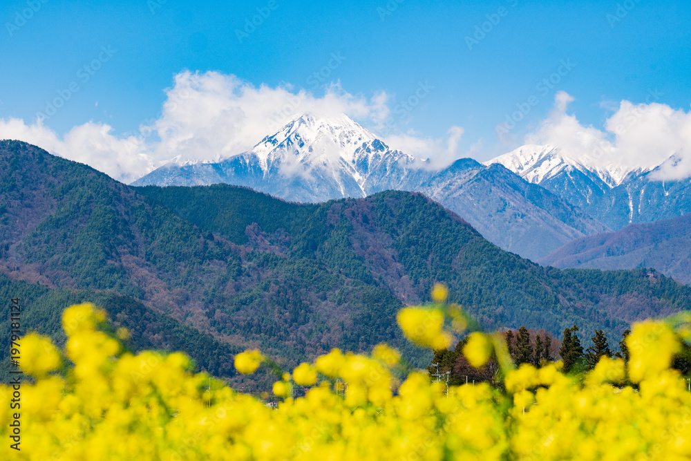 Fototapeta premium 菜の花畑から望む、雪をかぶった常念岳