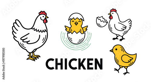 Chicken life cycle illustrations featuring a mother hen, hatching eggs, and small yellow chicks for farming and educational themes.