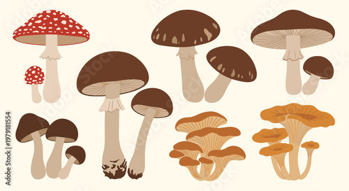 Detailed collection of wild mushroom varieties including fly agaric, shiitake, and chanterelles for nature and culinary illustrations.
