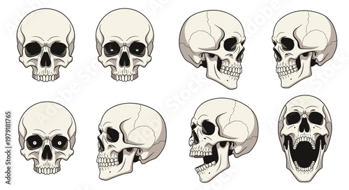 Anatomy illustrations of the human skull shown from various angles and perspectives including an open jaw for medical study.