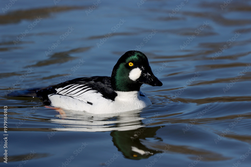 Fototapeta premium Goldeneye