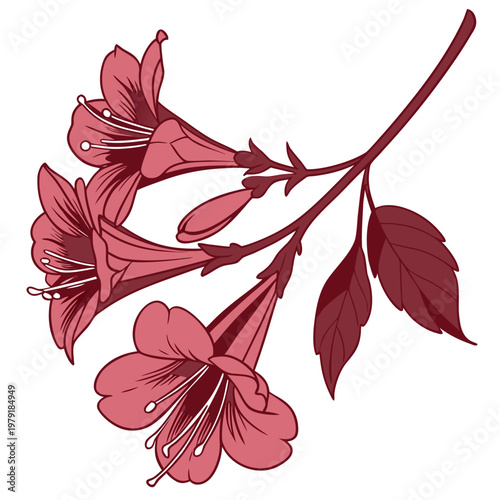red weigela florida rouge flower