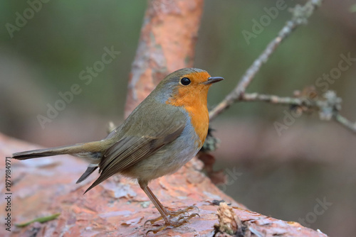 Robin