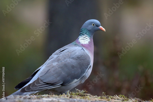 Wood pigeon