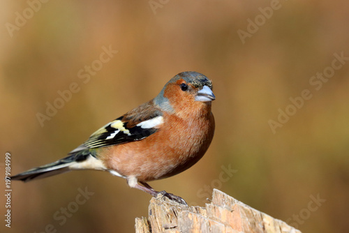 Chaffinch