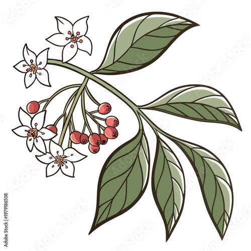wax hoya bella plant flower line art on white background