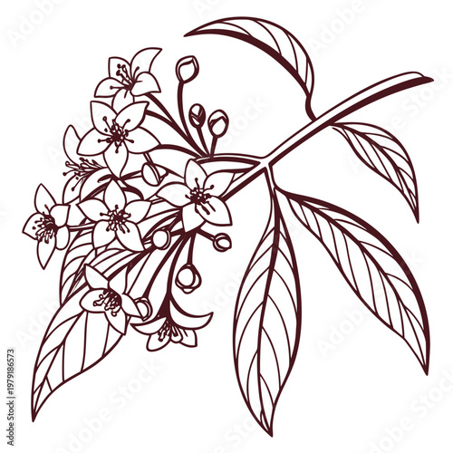 wax hoya bella plant flower line art on white background
