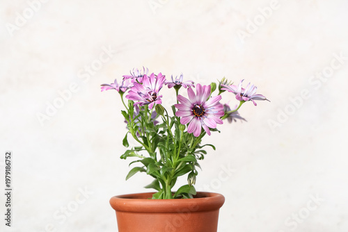 Blooming flowers in pot on ...