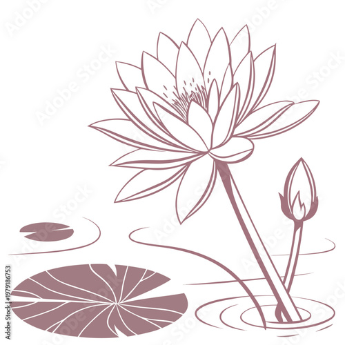 water lily pink flower on white background