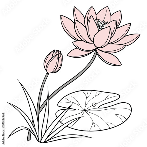 water lily pink flower line art on white background