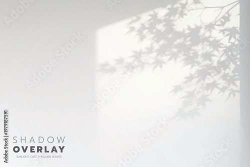 Soft leaf shadows cast on a bright, clean background. The natural sunlight creates an elegant, minimalistic overlay effect, perfect for use in design projects, presentations, social media graphics