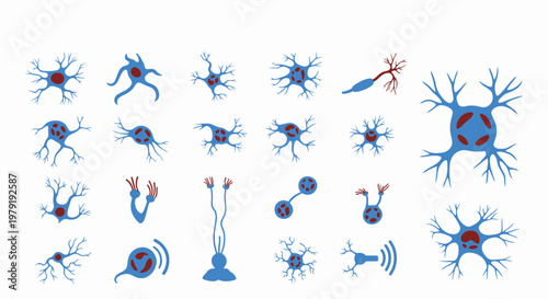 The detailed illustration shows various neurons and their structures.