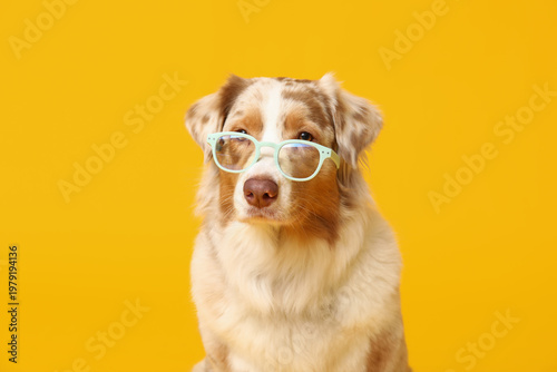 Funny Australian Shepherd d...
