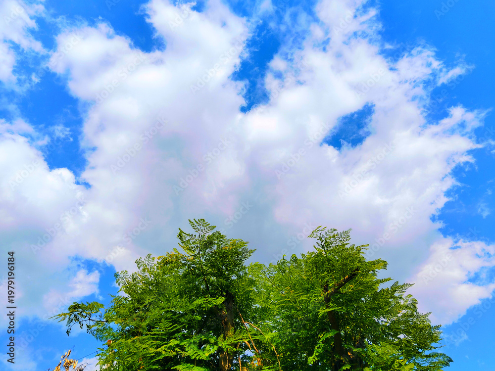 Fototapeta premium green tree and blue sky