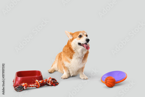 Cute Corgi dog with differe...