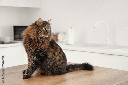 Funny cat on table in kitchen