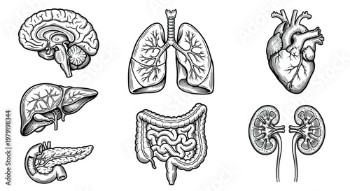 Detailed illustration of human internal organs brain lungs heart liver and kidneys