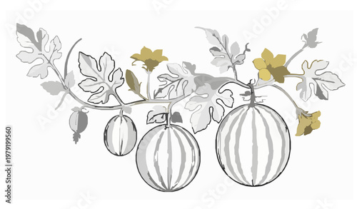 Hand Drawn Watermelon Vine Plant Outline Vector Illustration