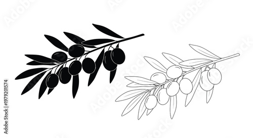 Olive branch illustration in contrasting black and white tones side by side