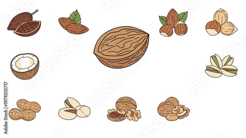 Variety of nuts and seeds including almonds, walnuts, hazelnuts, pistachios, peanuts, and coconuts illustrate healthy snacks and nutrition.